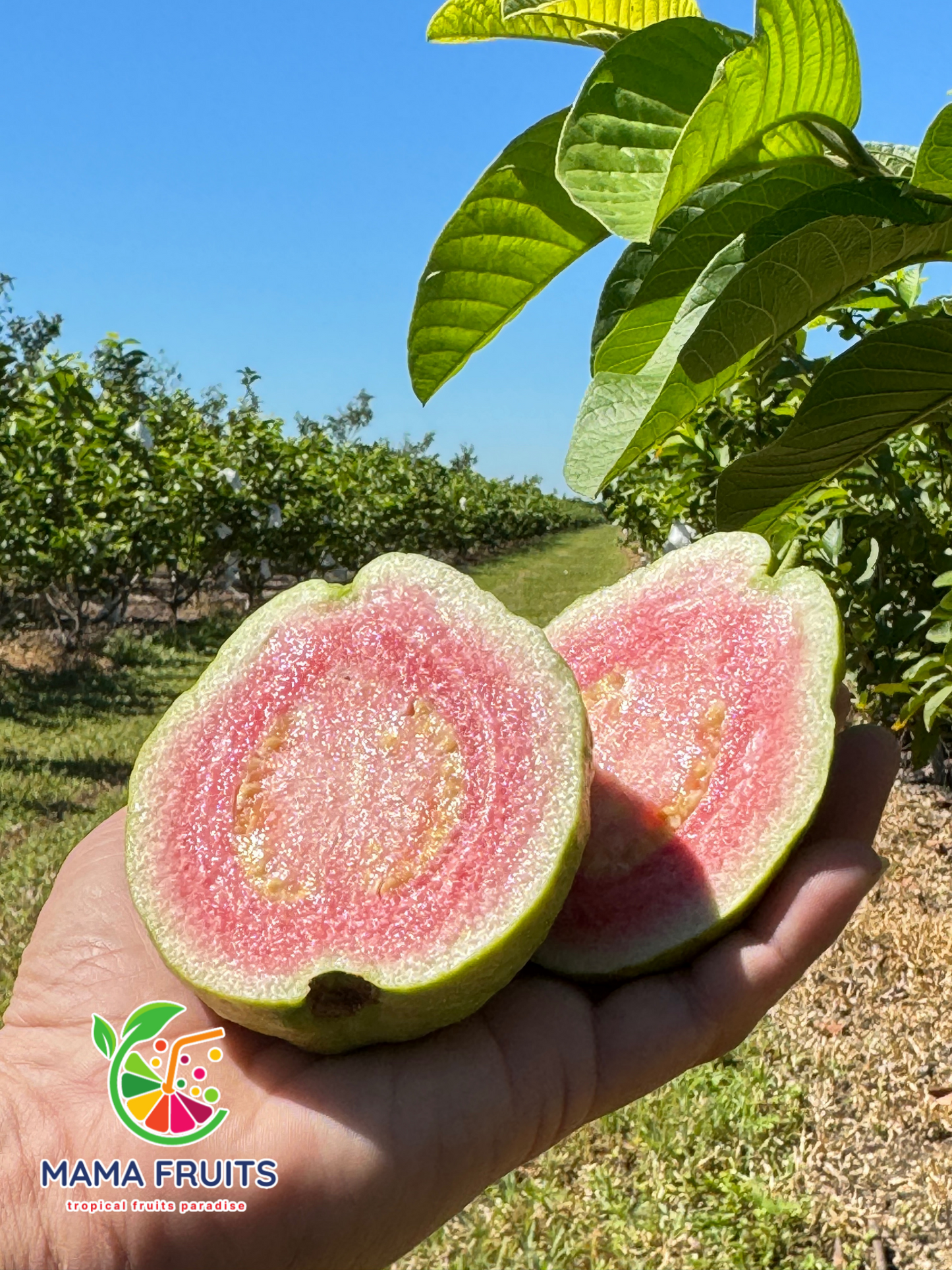 Ổi Ruột Hồng (Pink Guava) Price Include Shipping