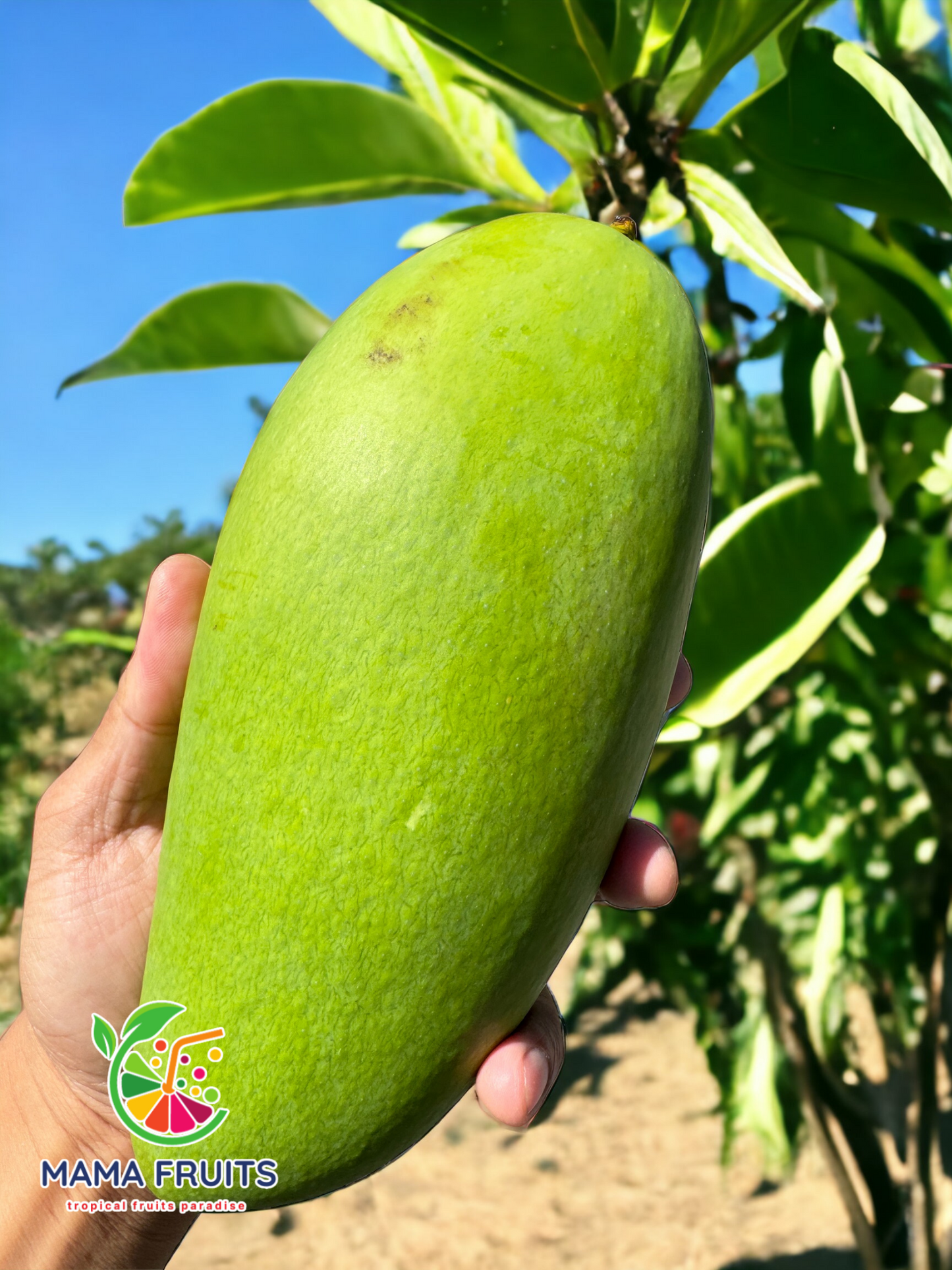 Xoài Thái (Thailand Mango) Price Include Shipping