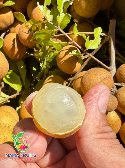 Nhãn Florida (Longan) Price Include Shipping