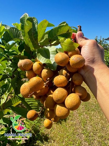 Nhãn Florida (Longan) Price Include Shipping