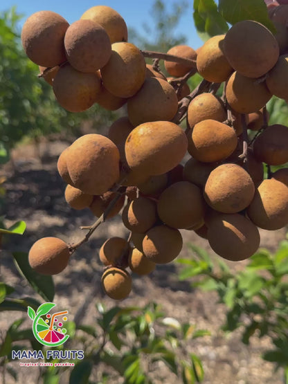 Nhãn Florida (Longan) Price Include Shipping